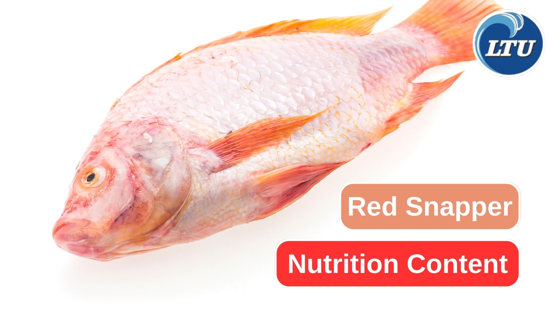 7 Essential Nutrition Content in Red Snapper 